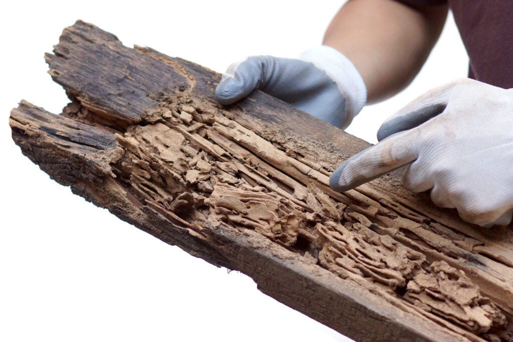 A clear sign of termite damage on wood.