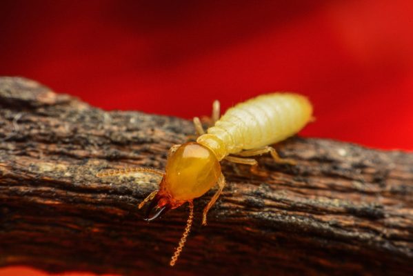 Termite on brushwood